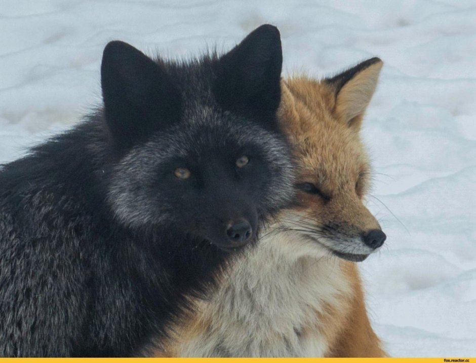 Лиса меланист