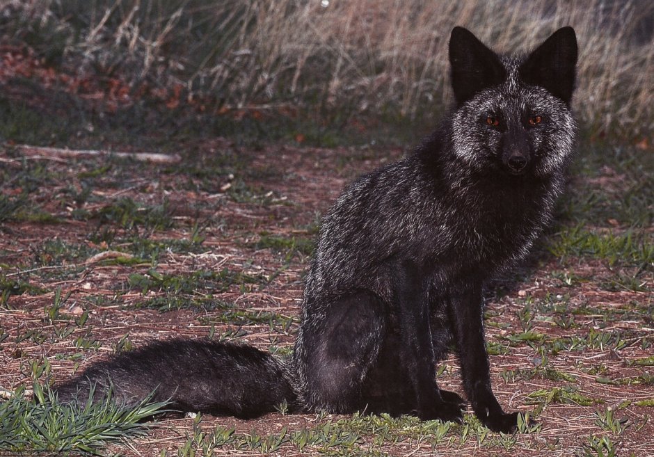 Чернобурая лисица зимой