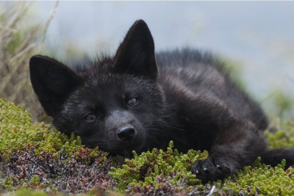 Чернобурая лисица окрас