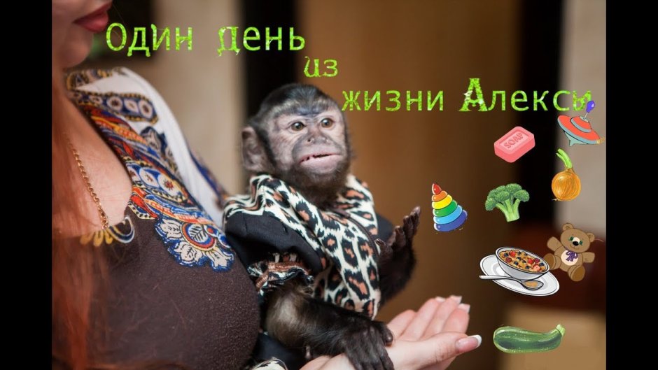 Обезьяна Алекс