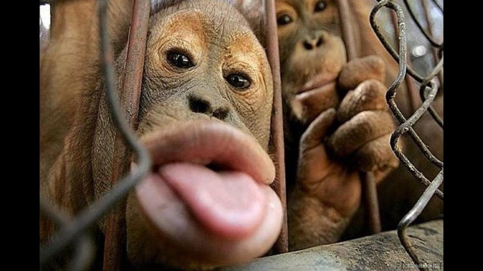 Macaca Sylvanus