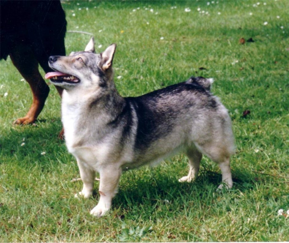 Вольфхунд корги