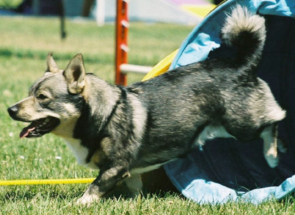 Swedish Dogs be like