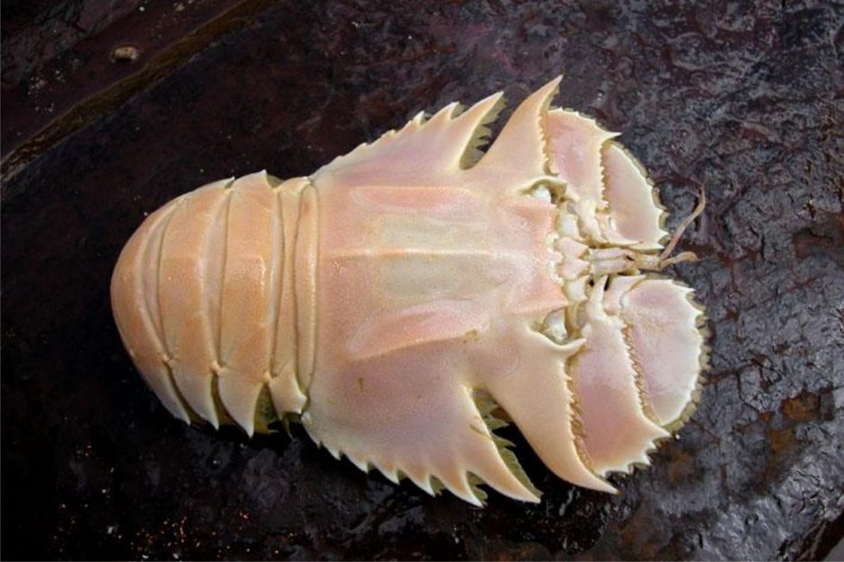 Морские животные съедобные