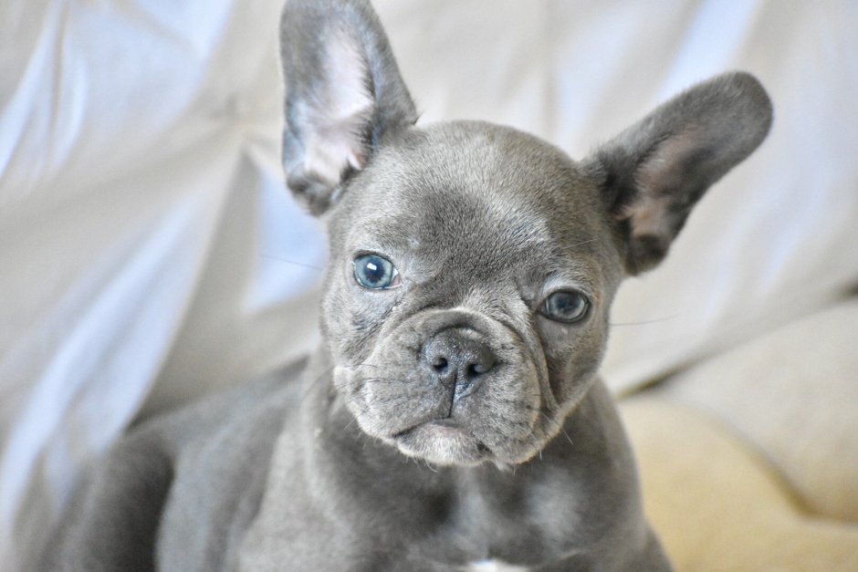 Французский бульдог Brindle