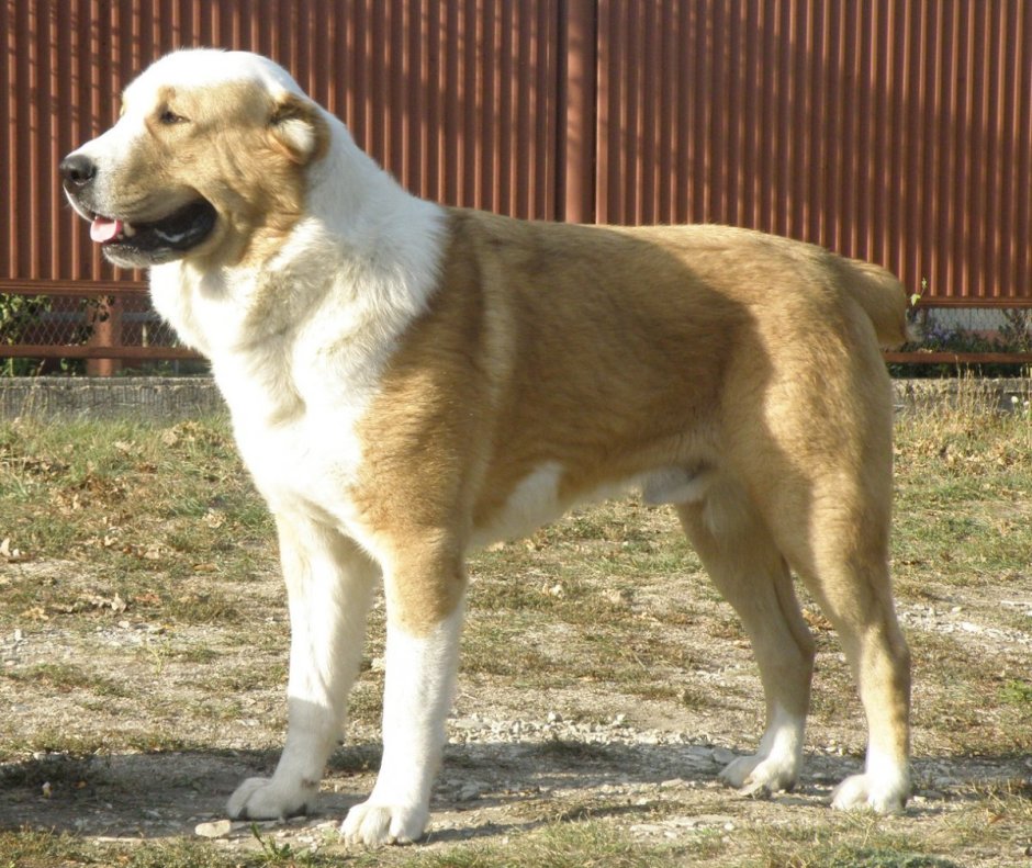 Азиатская овчарка алабай
