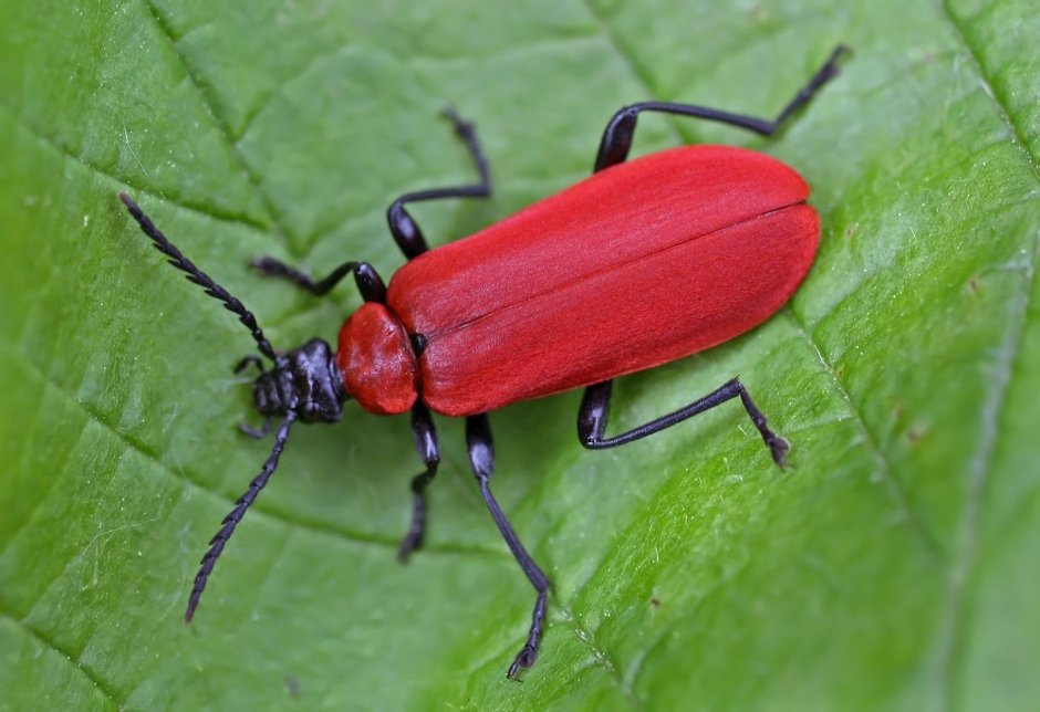 Жук пожарник мягкотелка