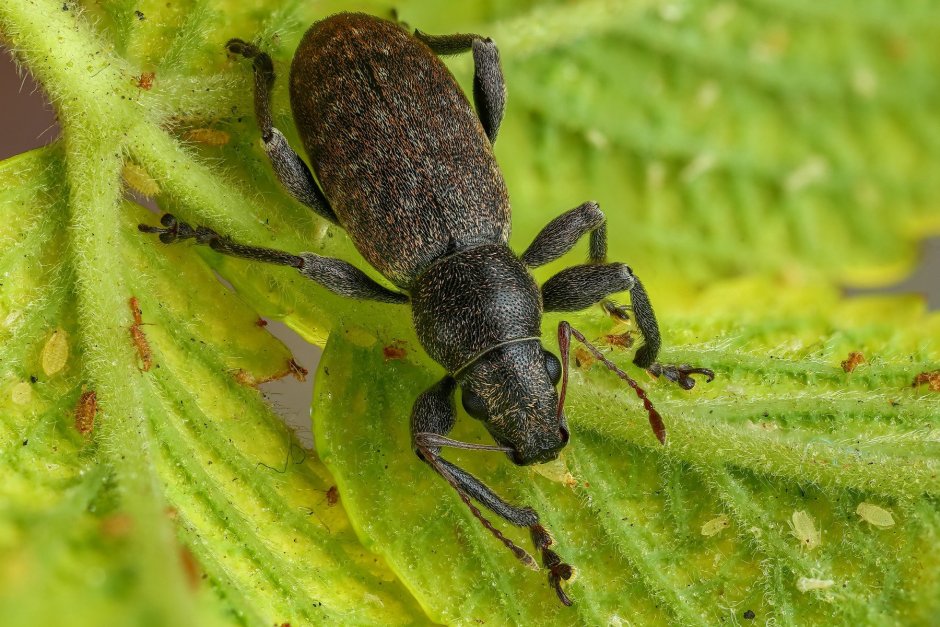 Клеверный долгоносик