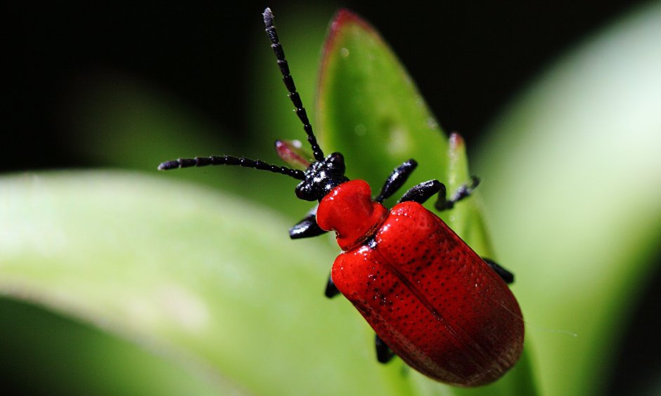 Жуки листоеды Chrysomelidae трещалка