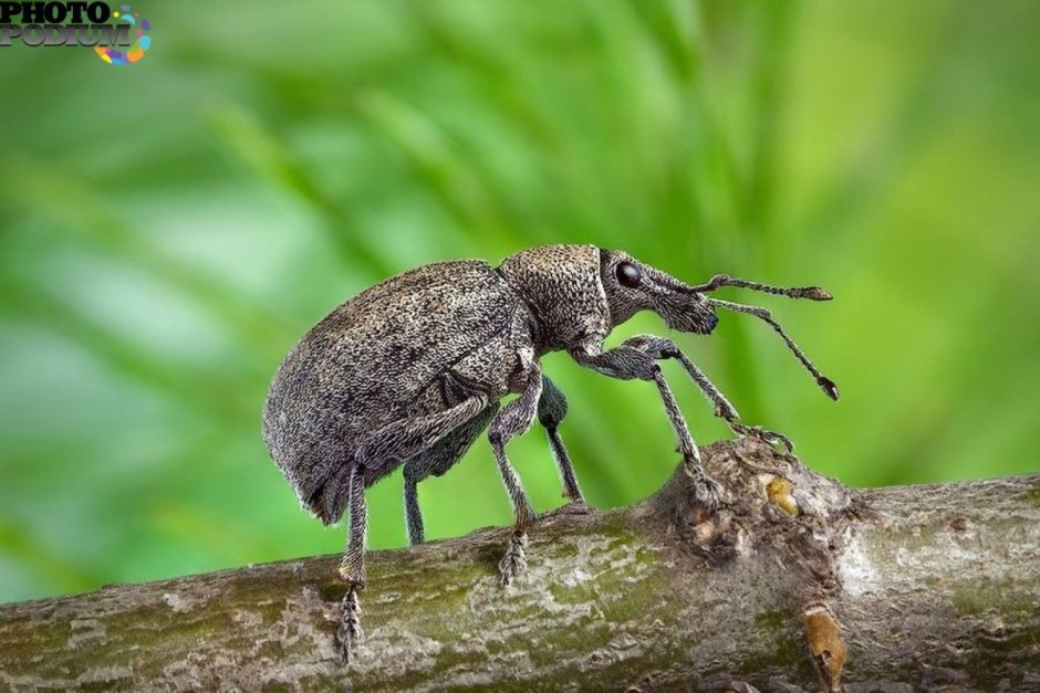 Долгоносик Скосарь