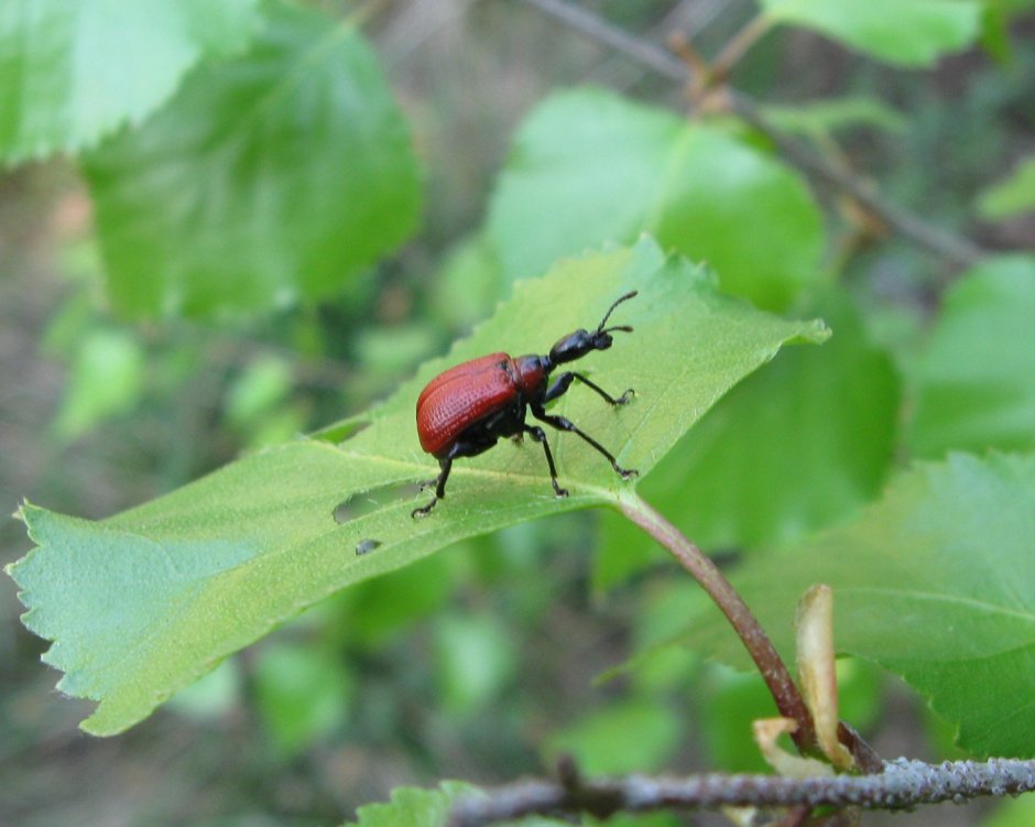 Орешниковый трубковерт