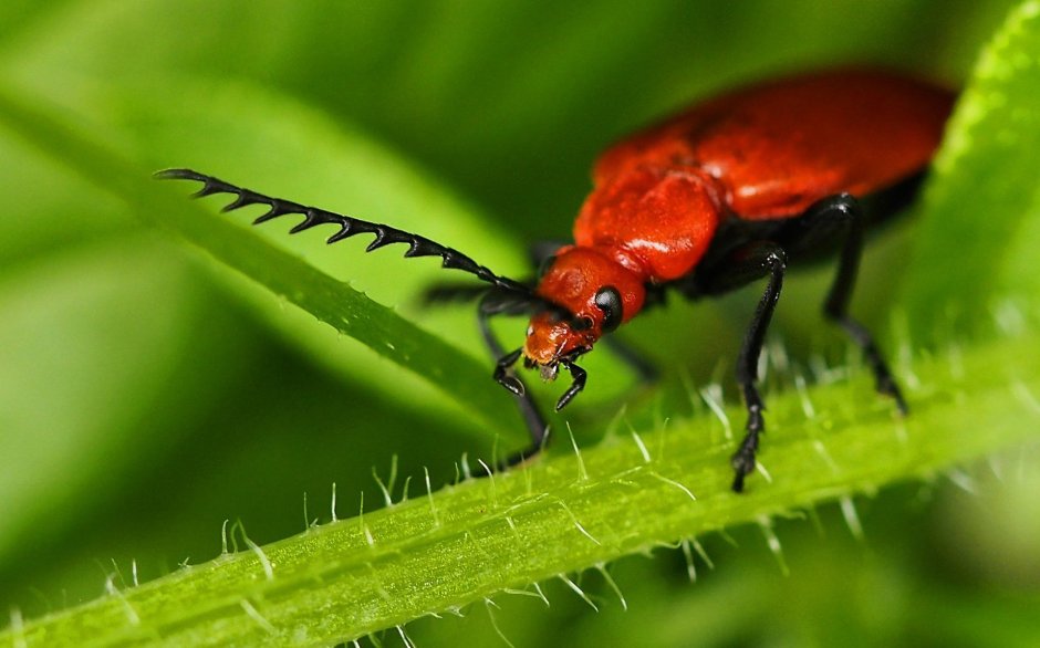 Огневка Жук красный