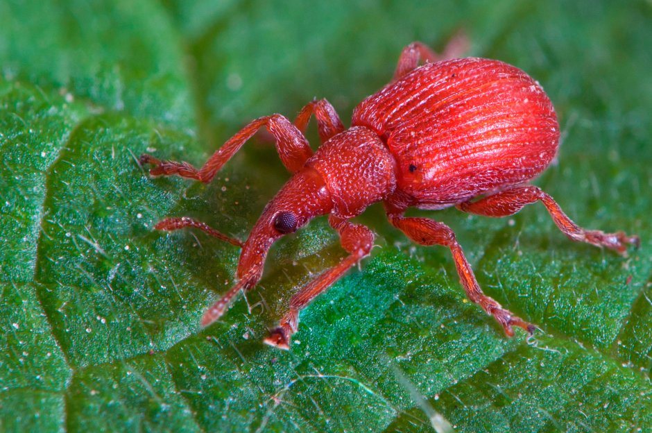 Apion frumentarium Жук