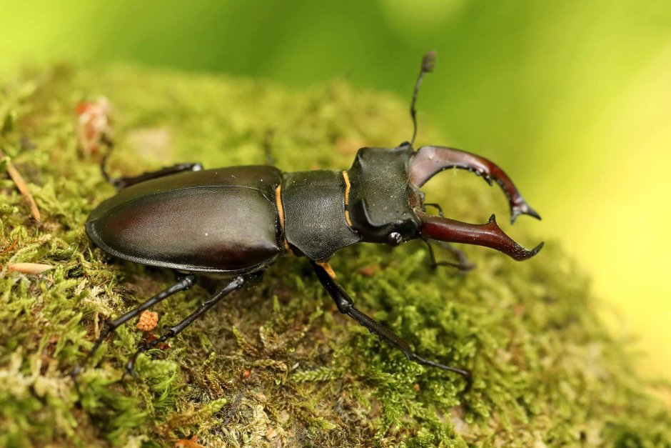 Жук носорог навозник