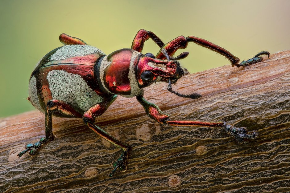 Жук древоточец долгоносик