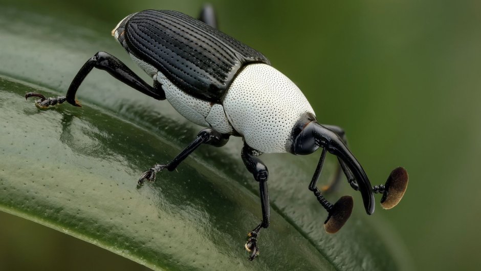 Жук долгоносик черный