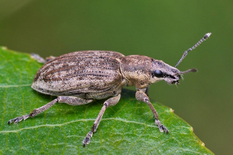 Жук свекловичный долгоносик