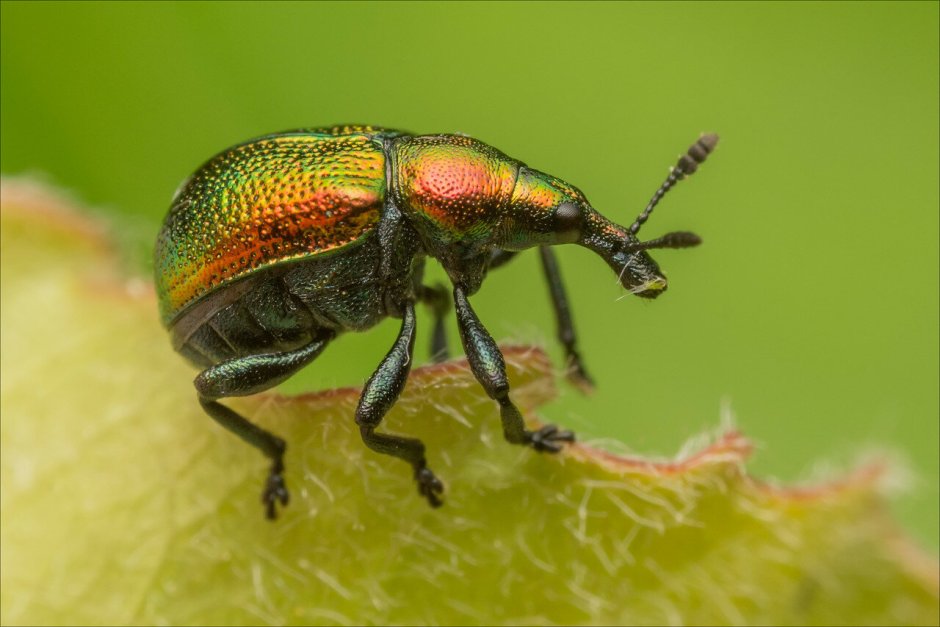 Жук в утренней росе
