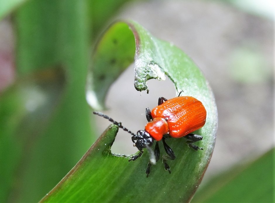 Красный Жук Листоед