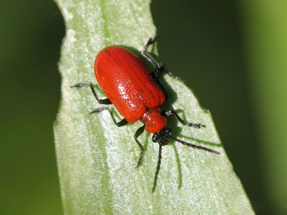 Жук Листоед рыжий