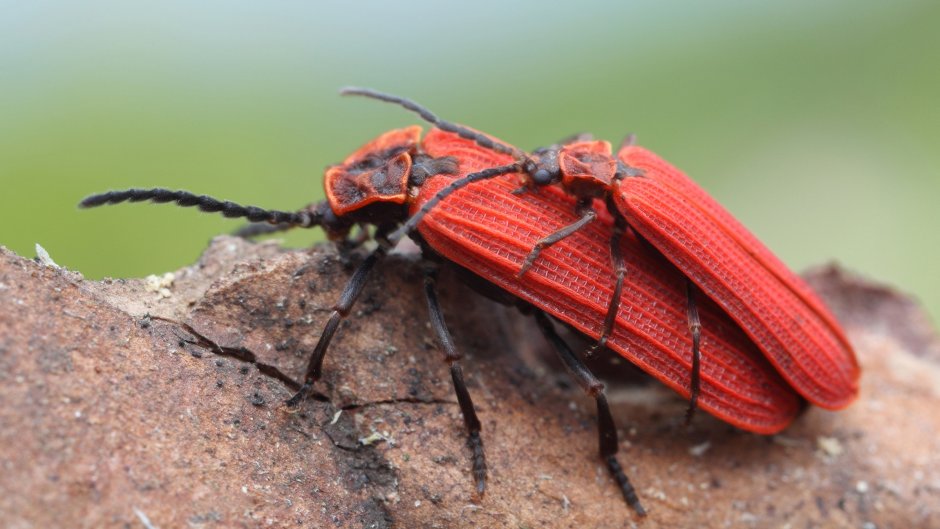 Мягкотелка Жук пожарник красный