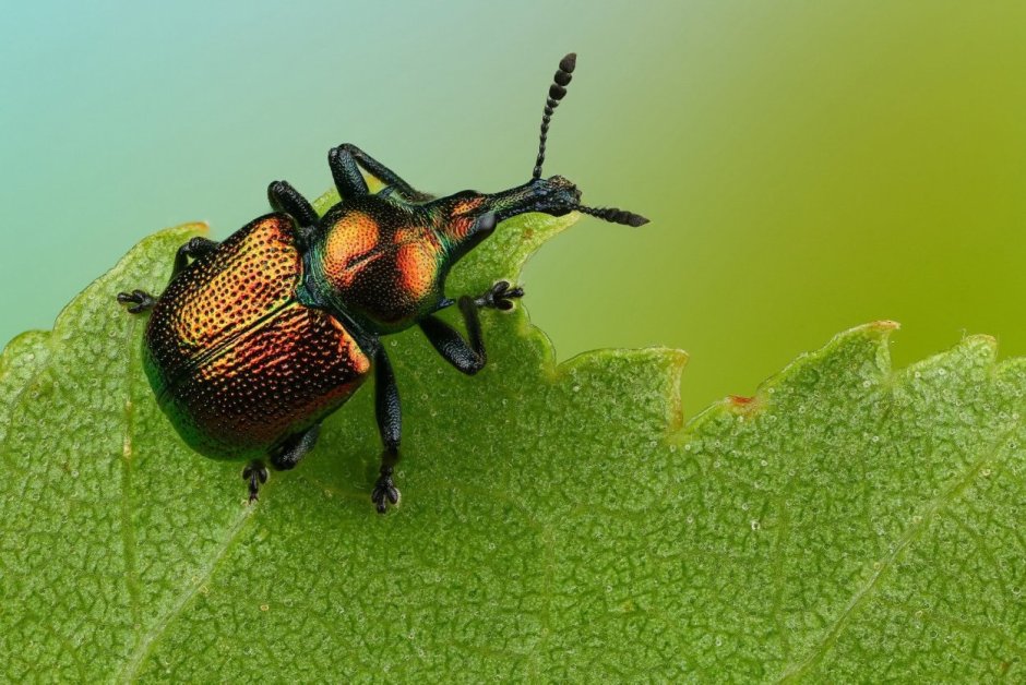 Жук цветоед зеленый