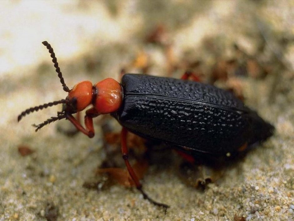 Жук черный хрущак