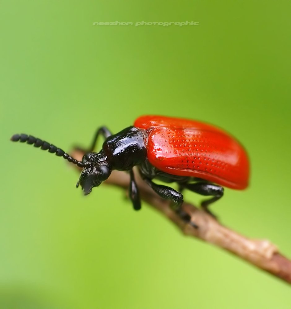 Жук долгоносик красный