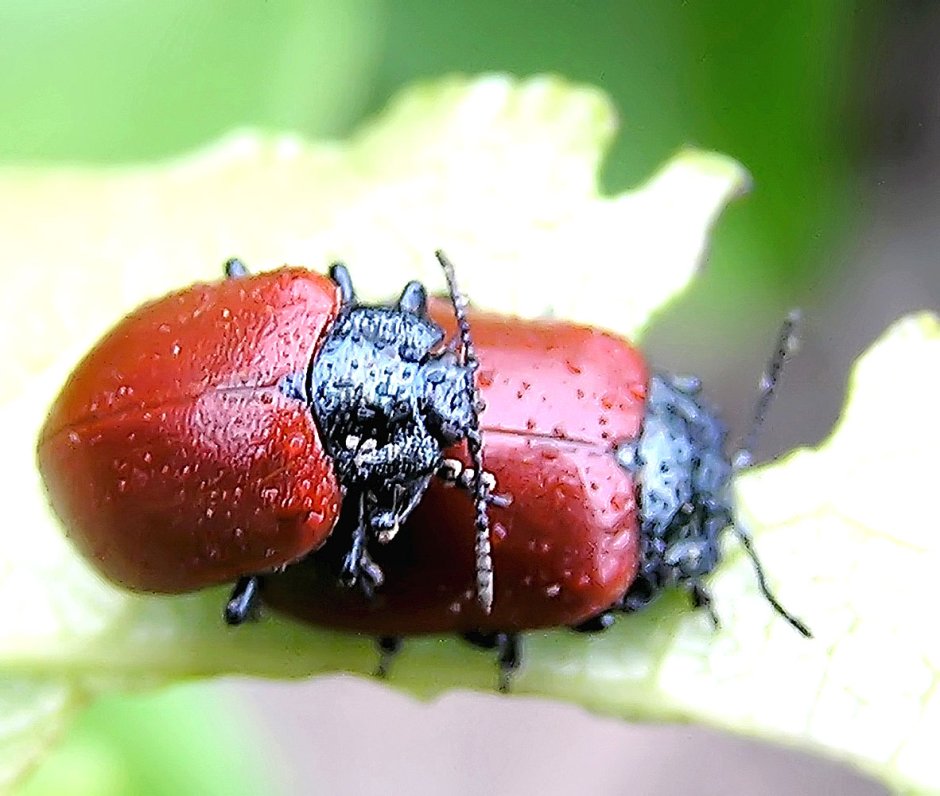 Земляничный Листоед яйца