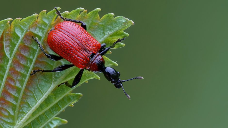 Жук трубковерт