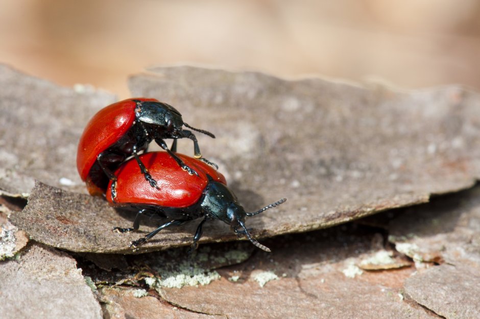 Обойные жуки