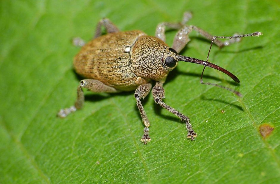 Жук долгоносик желудёвый