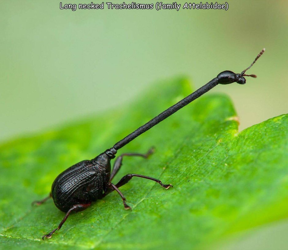 Долгоносик Жираф