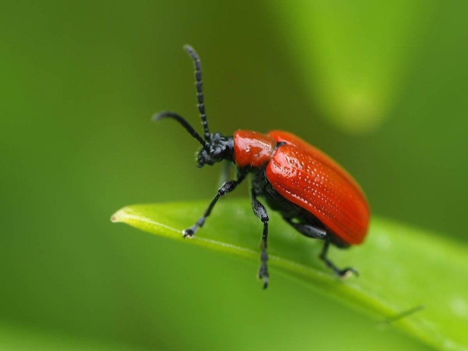 Жук Листоед великолепный