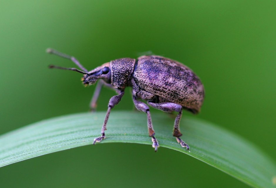 Жук долгоносик Скосарь