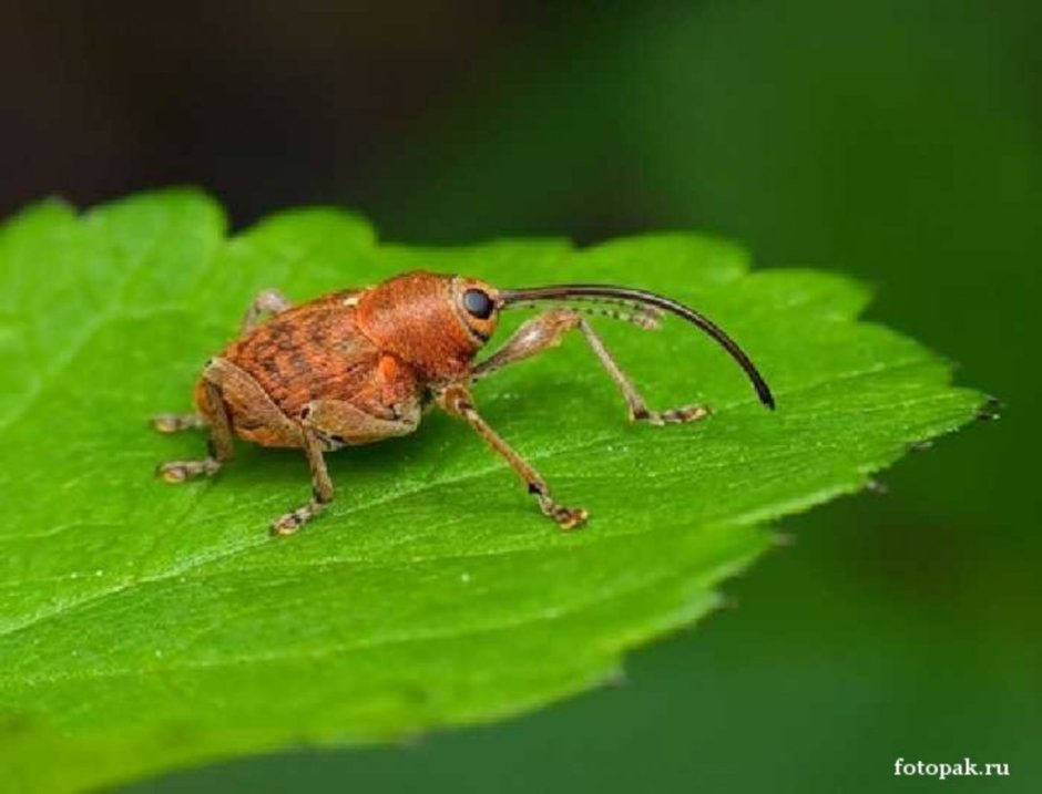 Жук с длинным носом