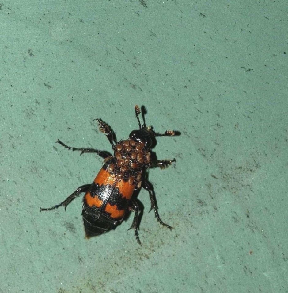 Жук могильщик красный