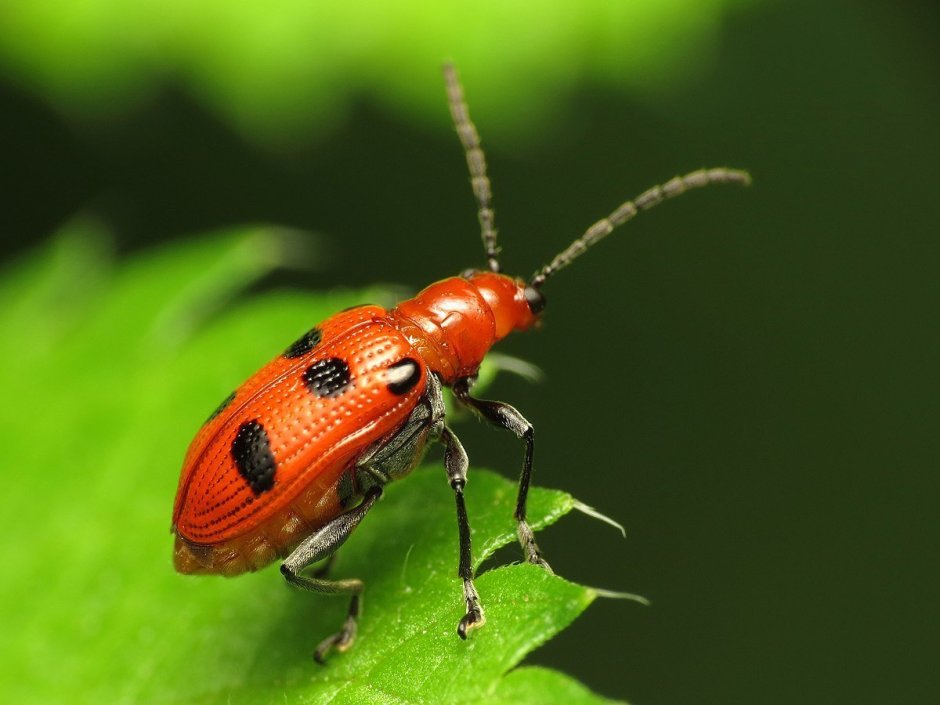 Красный Жук пожарник