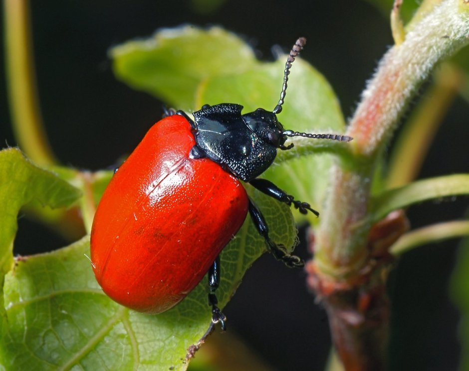 Маленький красный Жук
