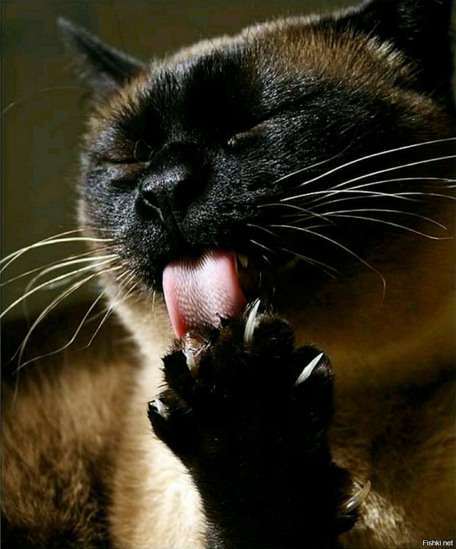 Земля в кошачьей лапе