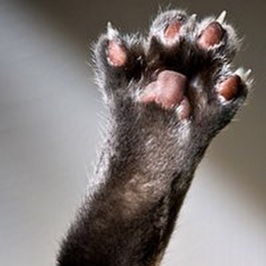 Лапа кота с когтями
