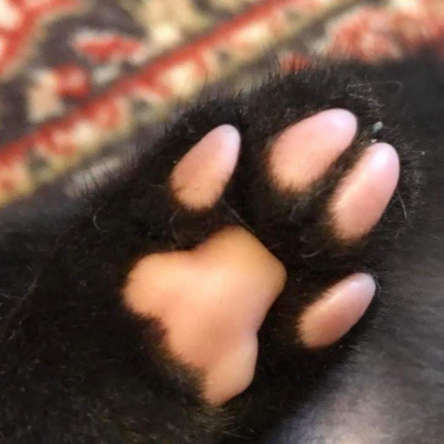 Лапа с когтями вектор