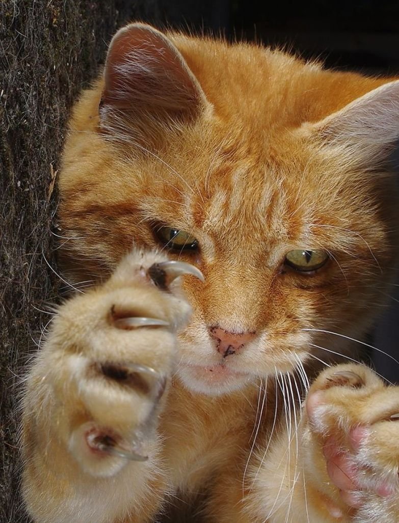 Растопыренная лапа кота