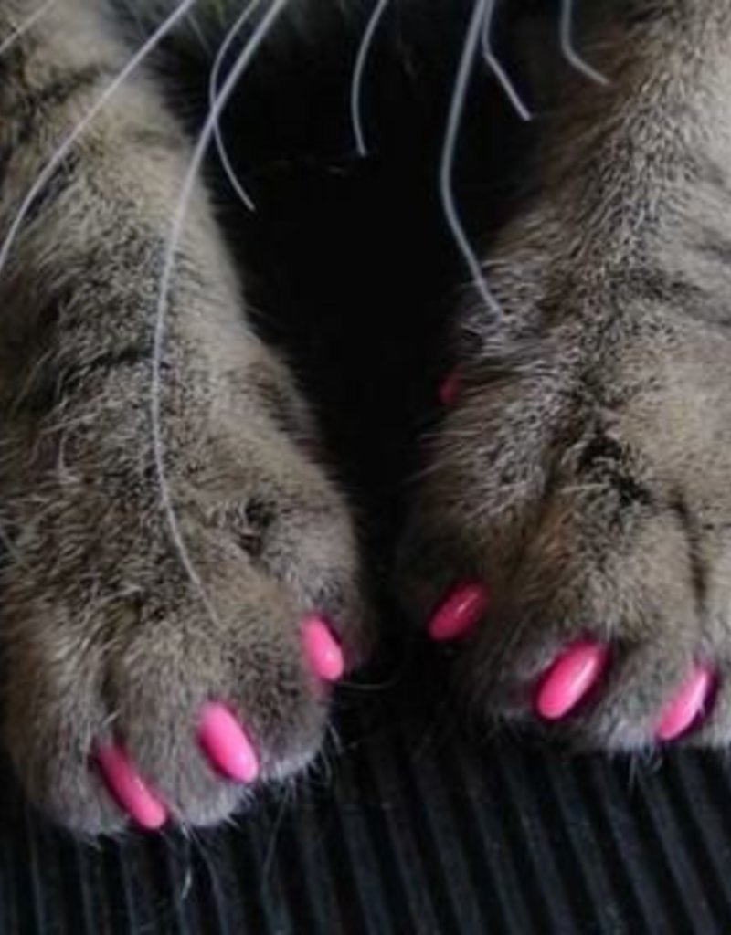 Лапа снежного Барса