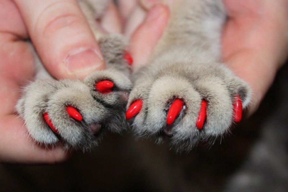 Кошачья лапа с когтями