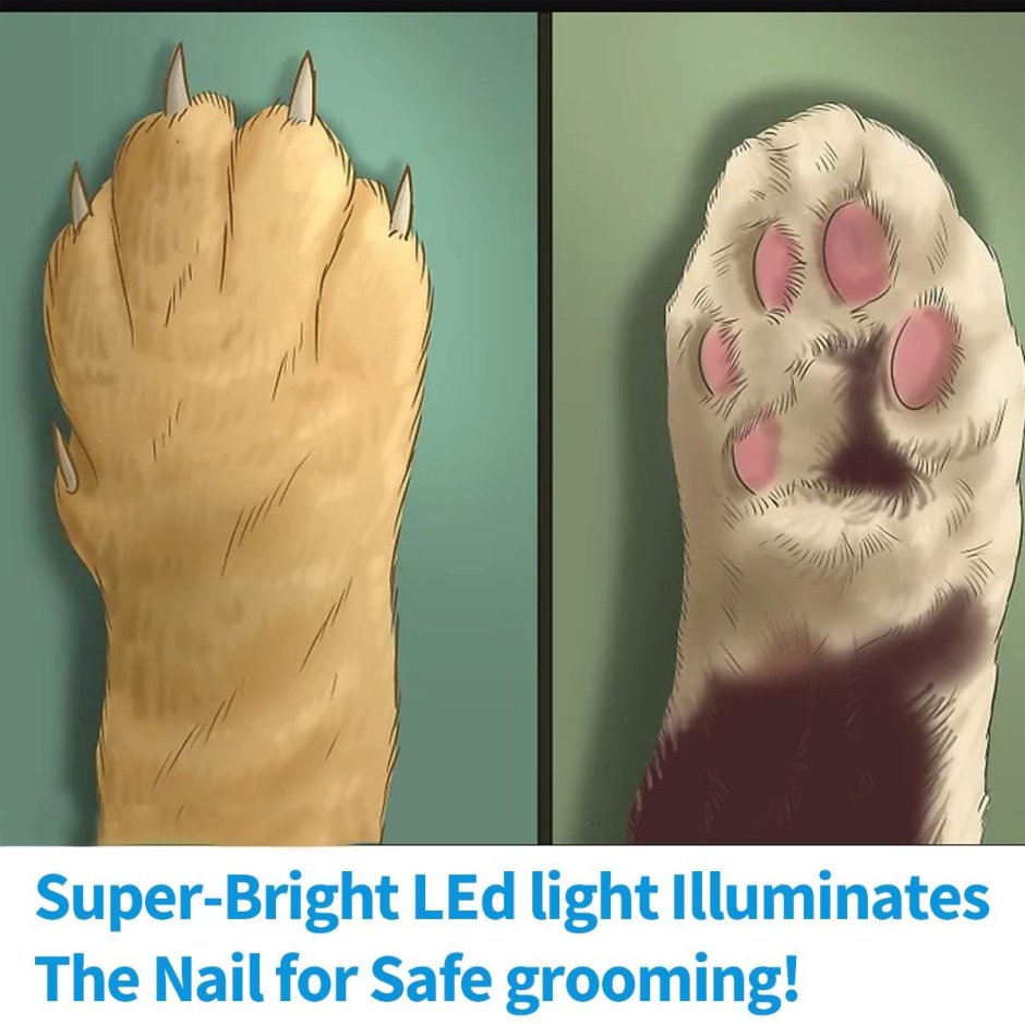 Лапа раскраска