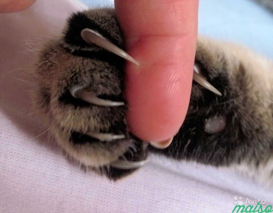 Черная кошка облизывается