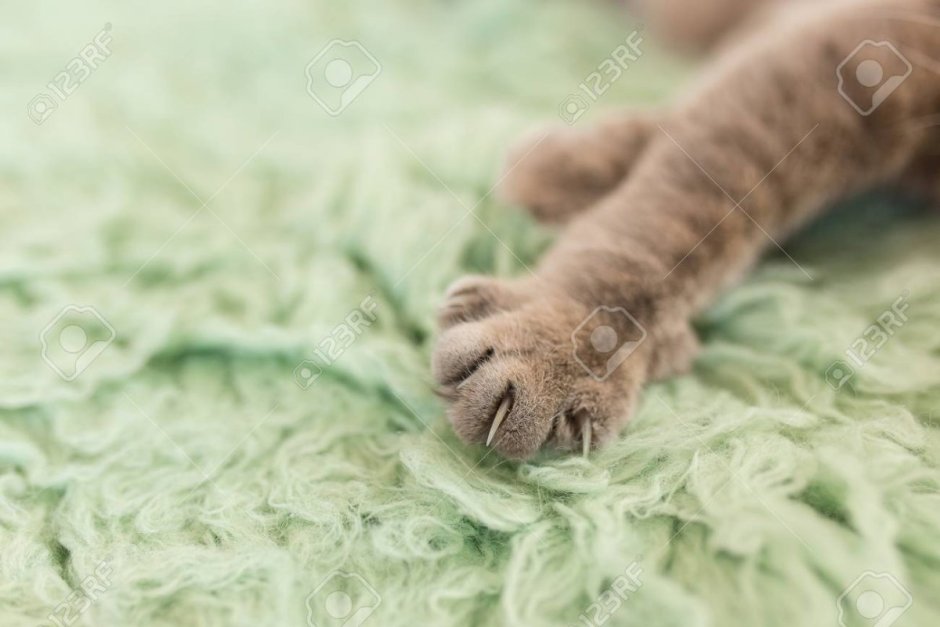 Лапа кошки с когтями на серой ткани