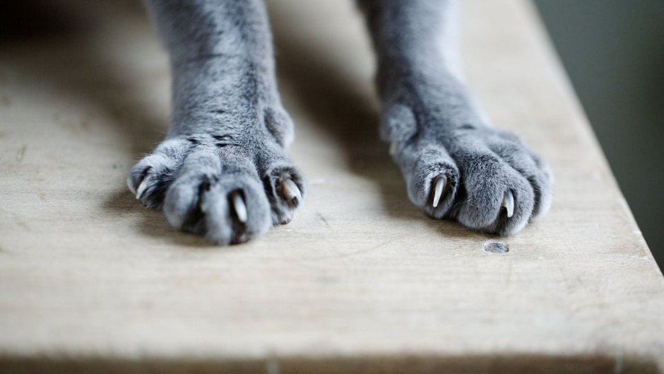 Кошачья лапка царапающая