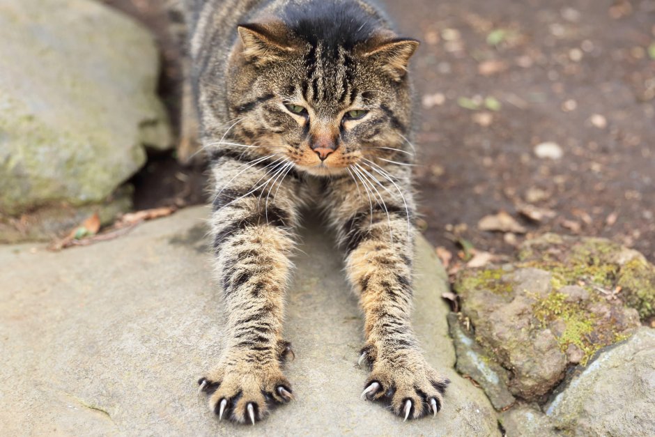 Кот выпускает когти